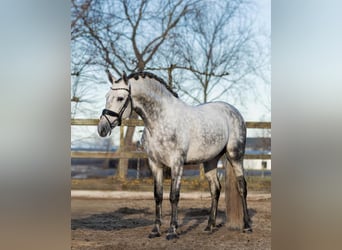 PRE, Wałach, 5 lat, 161 cm, Siwa