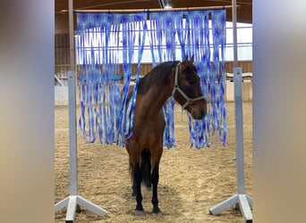 PRE, Wałach, 5 lat, 162 cm, Gniada