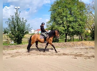 PRE Mix, Wałach, 5 lat, 162 cm, Gniada