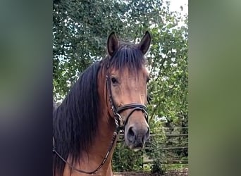 PRE Mix, Wałach, 5 lat, 162 cm, Gniada