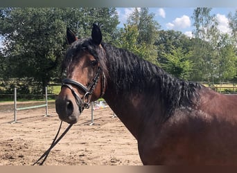 PRE Mix, Wałach, 5 lat, 162 cm, Gniada
