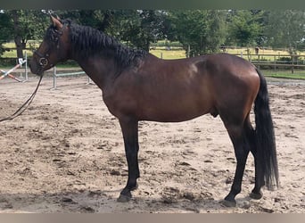PRE Mix, Wałach, 5 lat, 162 cm, Gniada