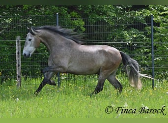 PRE Mix, Wałach, 5 lat, 162 cm, Siwa