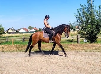 PRE, Wałach, 5 lat, 163 cm, Ciemnogniada
