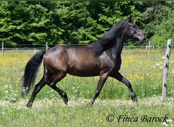PRE Mix, Wałach, 5 lat, 163 cm, Kara