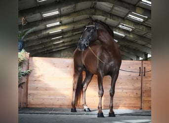 PRE, Wałach, 5 lat, 163 cm, Kasztanowata