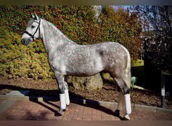 PRE, Wałach, 5 lat, 163 cm, Siwa