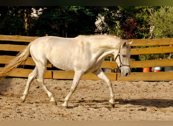 PRE, Wałach, 5 lat, 163 cm, Siwa