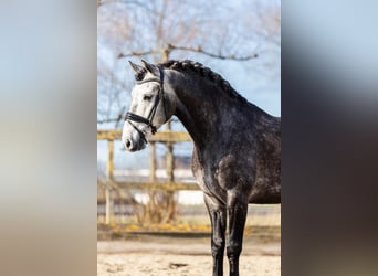 PRE Mix, Wałach, 5 lat, 164 cm, Siwa