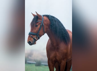 PRE Mix, Wałach, 5 lat, 165 cm, Ciemnogniada