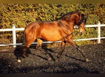 PRE, Wałach, 5 lat, 165 cm, Gniada