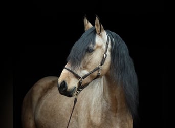 PRE Mix, Wałach, 5 lat, 165 cm, Jelenia