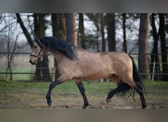 PRE Mix, Wałach, 5 lat, 165 cm, Jelenia
