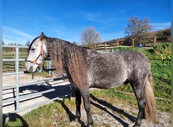 PRE Mix, Wałach, 5 lat, 165 cm, Siwa jabłkowita