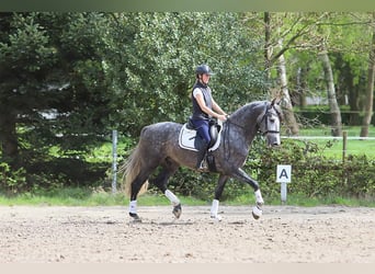 PRE Mix, Wałach, 5 lat, 165 cm, Siwa jabłkowita