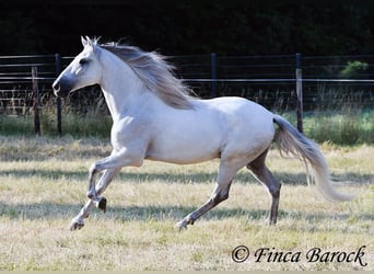 PRE Mix, Wałach, 5 lat, 165 cm, Siwa