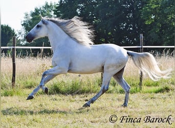 PRE Mix, Wałach, 5 lat, 165 cm, Siwa