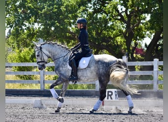 PRE Mix, Wałach, 5 lat, 165 cm, Siwa