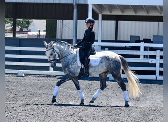 PRE Mix, Wałach, 5 lat, 165 cm, Siwa