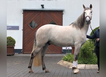 PRE, Wałach, 5 lat, 165 cm, Siwa