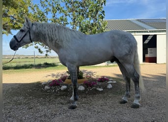 PRE, Wałach, 5 lat, 166 cm, Siwa