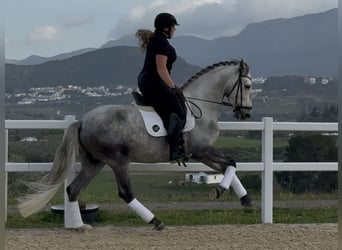 PRE, Wałach, 5 lat, 166 cm, Siwa