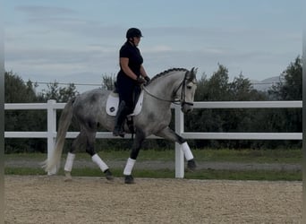 PRE, Wałach, 5 lat, 166 cm, Siwa