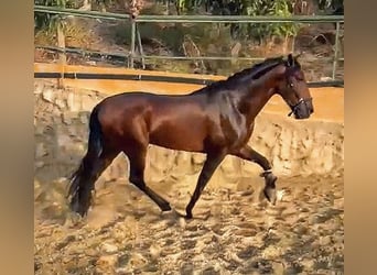 PRE, Wałach, 5 lat, 167 cm, Gniada