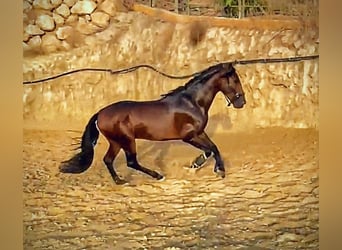 PRE, Wałach, 5 lat, 167 cm, Gniada