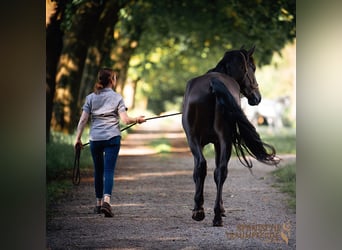 PRE Mix, Wałach, 5 lat, 167 cm, Kara