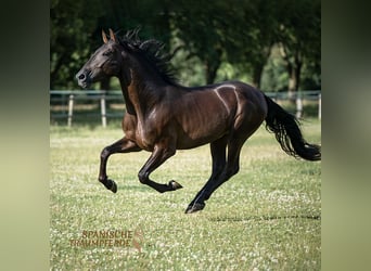 PRE Mix, Wałach, 5 lat, 167 cm, Kara