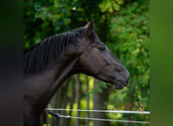 PRE Mix, Wałach, 5 lat, 167 cm, Kara