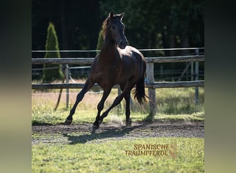 PRE Mix, Wałach, 5 lat, 167 cm, Kara