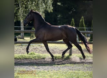 PRE Mix, Wałach, 5 lat, 167 cm, Kara