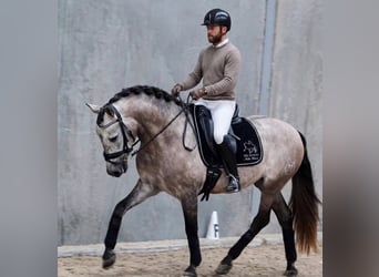 PRE, Wałach, 5 lat, 167 cm, Siwa