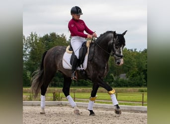 PRE Mix, Wałach, 5 lat, 168 cm, Siwa