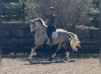 PRE Mix, Wałach, 5 lat, 169 cm, Siwa jabłkowita