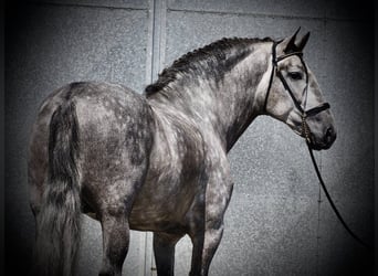 PRE, Wałach, 5 lat, 170 cm, Siwa