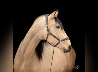 PRE Mix, Wałach, 5 lat, 171 cm, Bułana