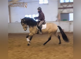 PRE Mix, Wałach, 5 lat, 171 cm, Bułana