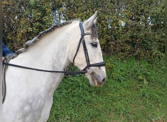 PRE Mix, Wałach, 5 lat, 171 cm, Siwa