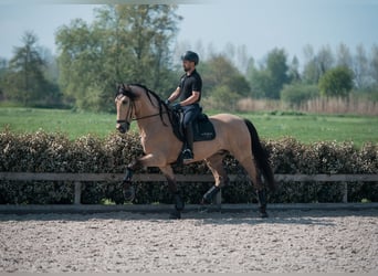 PRE Mix, Wałach, 5 lat, 175 cm, Jelenia
