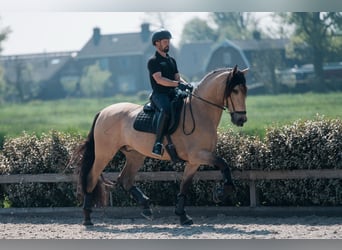 PRE Mix, Wałach, 5 lat, 175 cm, Jelenia