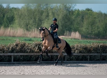 PRE Mix, Wałach, 5 lat, 175 cm, Jelenia