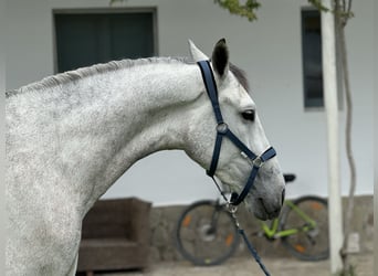 PRE Mix, Wałach, 5 lat, 175 cm, Siwa