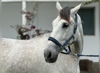 PRE Mix, Wałach, 5 lat, 175 cm, Siwa