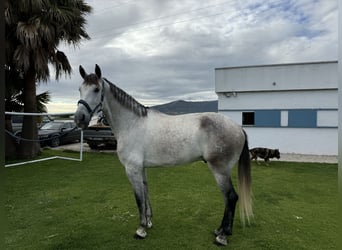 PRE Mix, Wałach, 5 lat, 175 cm, Siwa