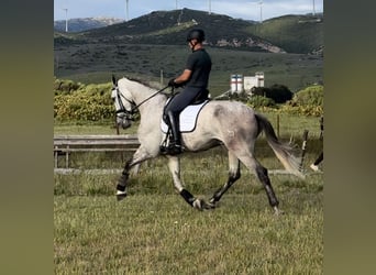 PRE Mix, Wałach, 5 lat, 175 cm, Siwa