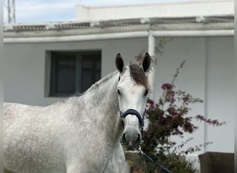 PRE Mix, Wałach, 5 lat, 175 cm, Siwa