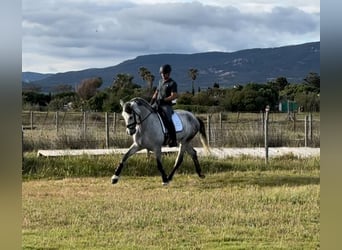 PRE Mix, Wałach, 5 lat, 175 cm, Siwa